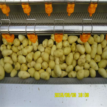 毛輥清洗機-土豆清洗機-地瓜清洗機