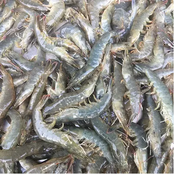 海鮮-冷凍海鮮供應(yīng)各種鮮活海產(chǎn)品