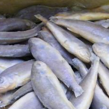 海鮮-冷凍海鮮-多種鮮活海產(chǎn)品
