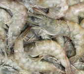 明虾大虾-海鲜-冷冻海鲜-多种虾类海产品