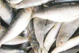 海鲜-冷冻海鲜-鱼虾蟹各种海产品水产干货