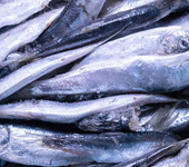 带鱼鲅鱼-海鲜-冷冻海鲜多种海产品