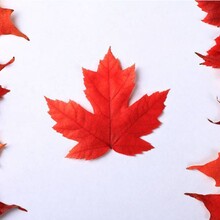 加拿大开始招工啦！无语言要求！无证书要求！一手单！资质公司！