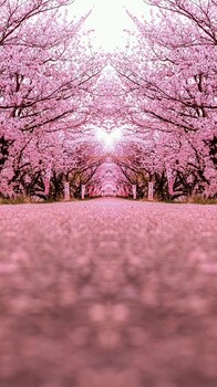 早櫻和晚櫻哪里不同