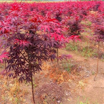 4公分紅楓價(jià)格江蘇這里便宜、園林庭院美化風(fēng)景樹(shù)、中國(guó)紅楓