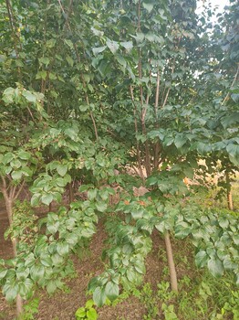 泰安丁香樹(shù)出售
