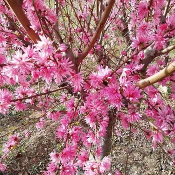 泰安菊花碧桃量大