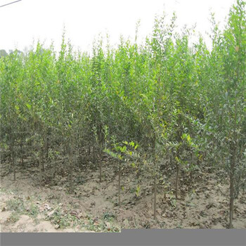 泰安石榴樹(shù)苗基地
