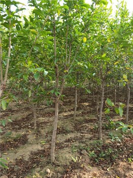 泰安石榴樹(shù)苗基地