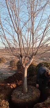 泰安櫻花規(guī)格全