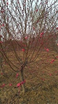 泰安紅葉碧桃基地