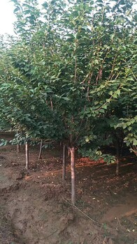 泰安櫻花規(guī)格全