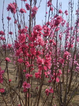 泰安菊花碧桃量大