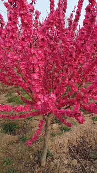 泰安菊花碧桃規格全