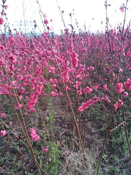 泰安菊花碧桃廠家
