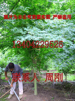 蘇州苗木批發(fā)市場、蘇州花木市場、苗圃種植基地、庭院綠化設(shè)計