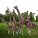 玻璃钢景观雕塑厂家户外大型长颈鹿摆件仿真动物雕塑摆件