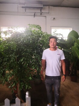 北京花卉租擺花卉租賃花卉養護公司