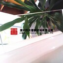 寶安透明PC板品牌廠家，純料PC板定制，PC面板批發(fā)