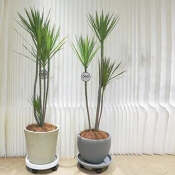 北京花卉租賃公司朝陽區(qū)室內(nèi)鮮花綠植