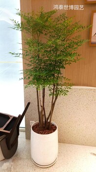 北京植物租擺銷售