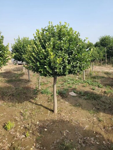 定州衛(wèi)矛球基地衛(wèi)矛球種植基地