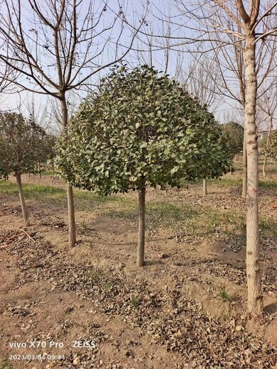 天津批发1米2的卫矛球厂家绿化用卫矛球批发基地