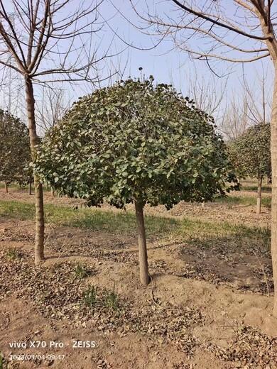 菏泽批发1米5的卫矛球厂家绿化用卫矛球批发基地