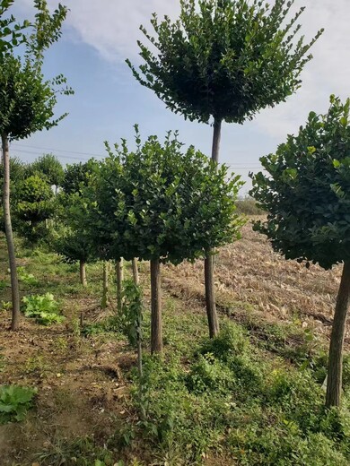 菏泽批发高杆卫矛球树基地卫矛球批发基地