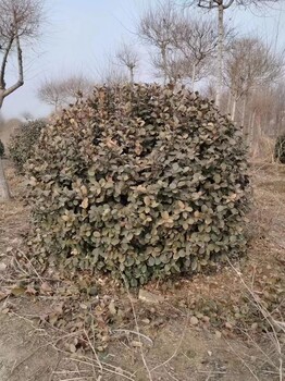 淄博批發(fā)1米2的衛(wèi)矛球廠家高接膠東衛(wèi)矛球批發(fā)基地