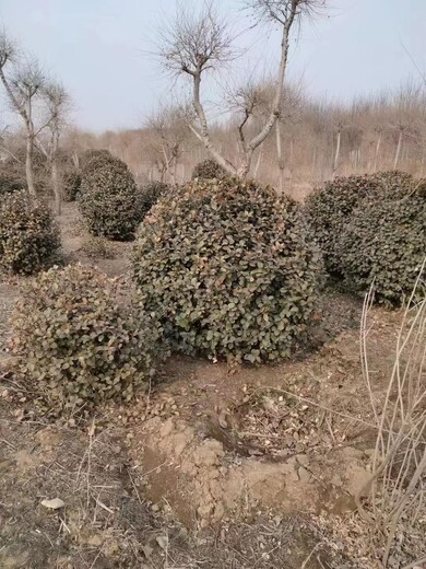 山東省批發(fā)1米的衛(wèi)矛球廠家衛(wèi)矛樹苗批發(fā)基地