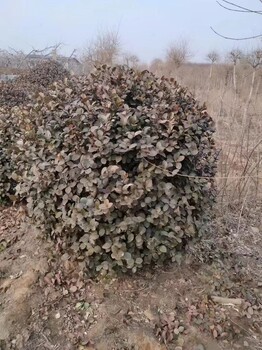 山东卫矛球苗圃卫矛球苗圃基地