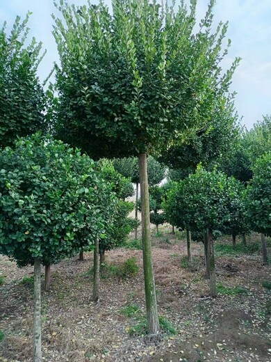 菏澤衛(wèi)矛球苗圃高桿嫁接衛(wèi)矛球基地