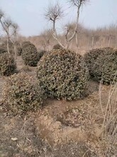 天津批發(fā)1米5的衛(wèi)矛球廠家衛(wèi)矛球批發(fā)基地圖片