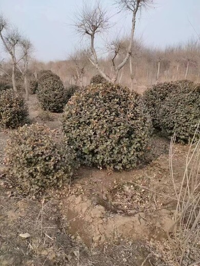 河北省批发80公分卫矛球厂家高接胶东卫矛球批发基地