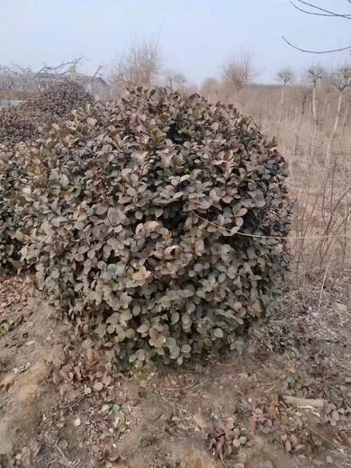 潍坊批发1米2的卫矛球厂家绿化用卫矛球批发基地