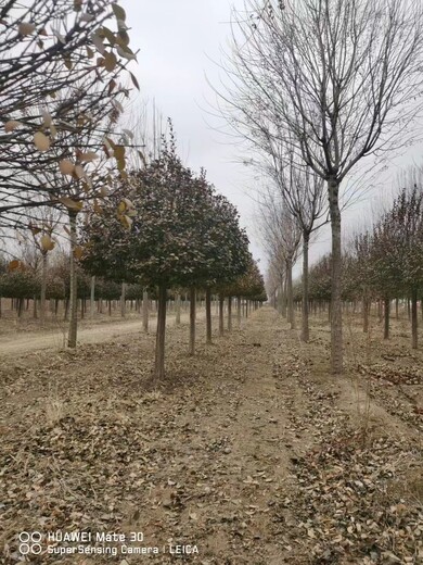 河北省批发高杆卫矛球树基地高接胶东卫矛球批发基地