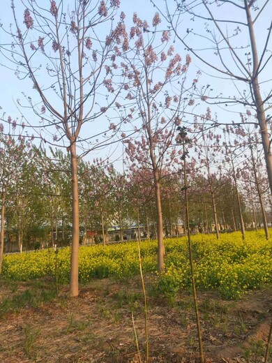 臨汾泡桐基地紫花泡桐基地