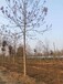 青島泡桐基地泡桐樹苗種植基地