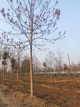 安泡桐樹苗種植基地泡桐基地