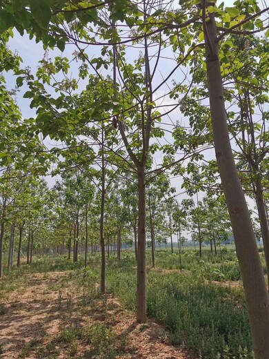 山東泡桐基地泡桐種植基地