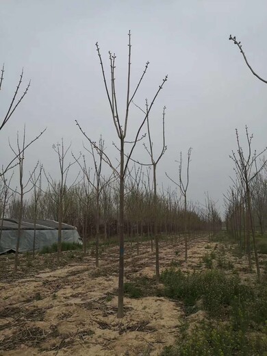 东营泡桐基地泡桐苗种植基地