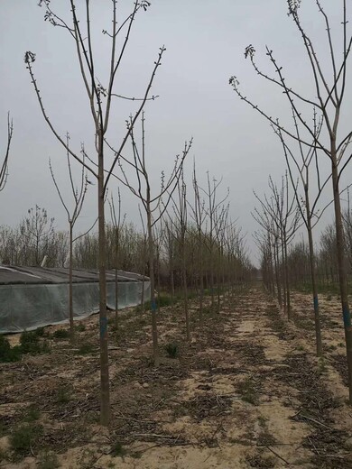 江苏泡桐树苗种植基地泡桐树基地