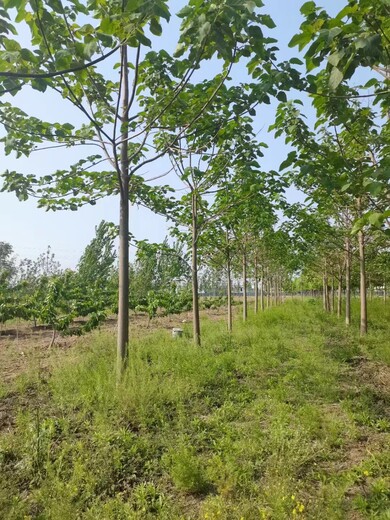 河南泡桐樹苗種植基地泡桐基地