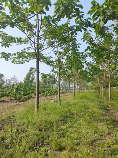 临汾泡桐基地泡桐苗种植基地