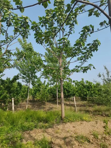 山东曹县紫花泡桐基地泡桐基地