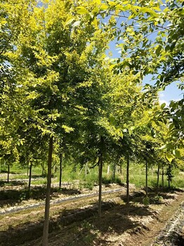 山東菏澤金葉榆基地位置_金葉榆種植基地