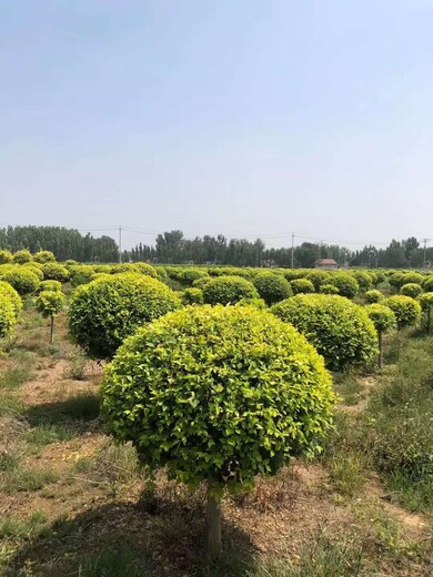 山东青岛金叶榆基地_金叶榆种植基地联系方式