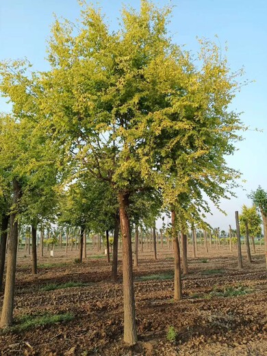 東營(yíng)金葉榆基地金葉榆種植基地