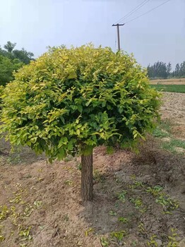 山東博山區(qū)金葉榆基地聯(lián)系方式_金葉榆種植基地